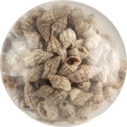 Clayre & Eef Deurknop Ø 5x4 cm Beige Glas Schelpen