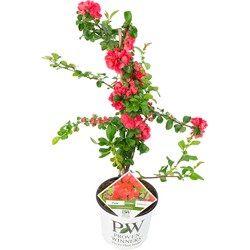 Chaenomeles 'Pink Storm' | Dwergkwee - Buitenplant in kwekerspot ⌀19 cm - ↕40-50 cm