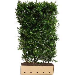 Ilex meserveae Blue Prince 200 cm