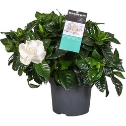 Gardenia Jasminoides - Witte bloemen - Jasmijn - Pot 13cm - Hoogte 20-30cm