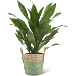 We Love Plants - Dracaena Fragrans Groen + Mand Bram - 40 cm hoog - Drakenbloedboom