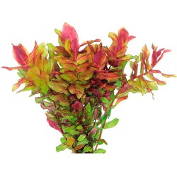 Easy grow 101 rotala macrandra