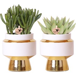 Kolibri Greens | Succulenten set van 2 planten in gouden Le Chic sierpotten - keramiek  potmaat Ø9cm