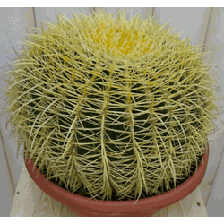 Kamerplant Cactus schoonmoedersstoel groot 20cm dia.