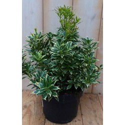 2 stuks! Pieris witbont Groen 30 cm