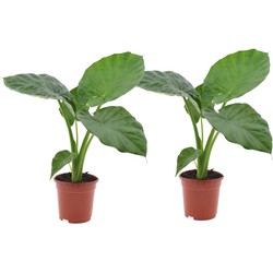 Alocasia Macrorrhiza - Set van 2 - 'Olifantsoor' - Pot 17cm - Hoogte 60-70cm