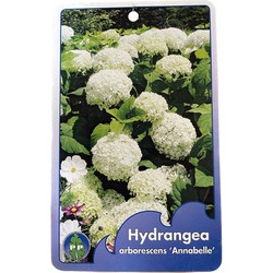 Hortensia Arborescens Annabelle