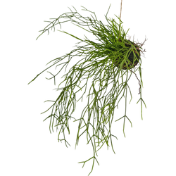 Hoyz Greenery - Kunst hangplant Gras op bal 48 cm