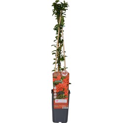 Hello Plants Pyracantha Coccinea Red Column Vuurdoorn - Heg Haag Plant - Ø 15 cm - Hoogte: 65 cm