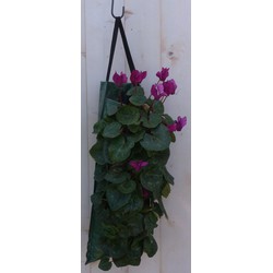 Hangzak met cyclamen eenjarige mix