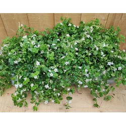 Bacopa 10 potjes per tray kleur wit - Warentuin Natuurlijk