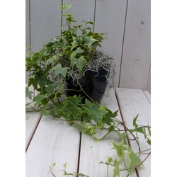 Klimop Hedrea bont zwarte/antraciete pot 25 cm - Warentuin Natuurlijk