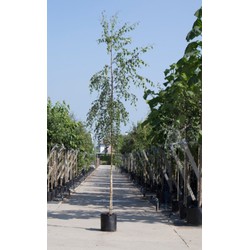Treur berk Betula pen. Tristis h 350 cm st. omtrek 12 cm st. hoogte 190 cm