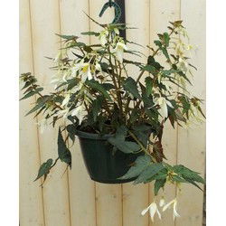 Hangbegonia wit
