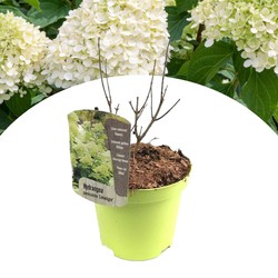 Hydrangea paniculata 'Limelight' - Hortensia - Pot 19cm - Hoogte 25-40cm