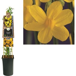 3 stuks - Klimplant Jasminum nudiflorum 75 cm - Van der Starre