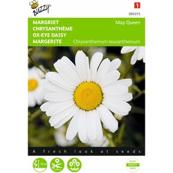 2 stuks - Samen Chrysanthemum daisy May Queen - Buzzy