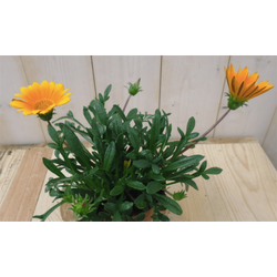 3 stuks! Gazania geel