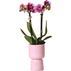 Kolibri Orchids | spotty roze Phalaenopsis orchidee - El Salvador + Trophy sierpot roze - potmaat Ø9cm - 40cm hoog | bloeiende kamerplant in bloempot - vers van de kweker