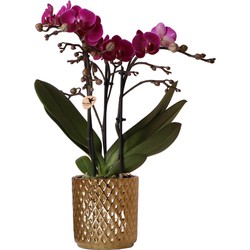 Kolibri Orchids | paarse Phalaenopsis orchidee - Morelia + Diamond sierpot goud - potmaat Ø9cm - 35cm hoog | bloeiende kamerplant - vers van de kweker