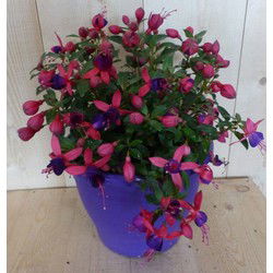 Fuchsia in grote pot donker roze varianten