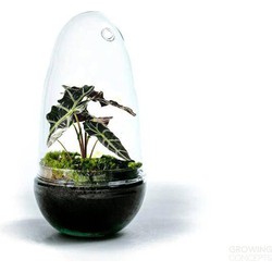 Growing Concepts Egg Medium terrarium - Alocasia plant 25cm / 12cm / Glas - 25cm