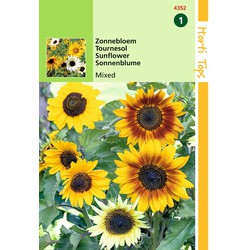 2 stuks - Saatgut Helianthus Sonnenblume gemischt - Hortitops