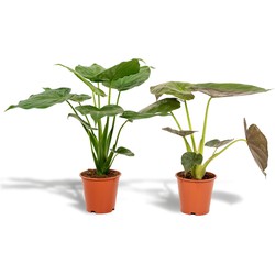 Hello Plants Alocasia Cucullata & Alocasia Wentii - Ø 19 cm - Hoogte: 60 cm