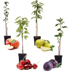 Fruitbomen - Mix van 4 - Prunus - Pyrus - Malus - Pot 9cm - Hoogte 60-70cm