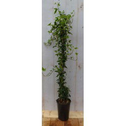 Hedera klimop groenblijvend groen