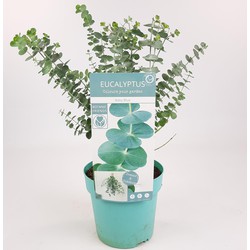Hello Plants Eucalyptus Pulverulenta Baby Blue Gomboom - Ø 17 cm - Hoogte: 30 cm