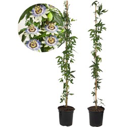 Passiflora 'Caerulea' XL - 2 stuks - Passiebloem - ⌀17 cm - H120 cm