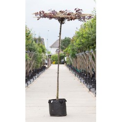 Rode sierpruim vierkant dak Prunus cer. Nigra h 210 cm st. omtrek 8 cm st. h 200 cm