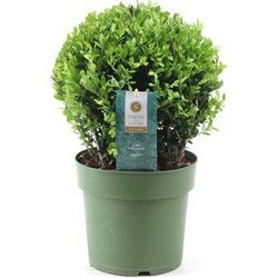 Ilex crenata 'Japanse Hulst' bolvorm - Tuinplant - ⌀17cm - Hoogte 30-40 cm