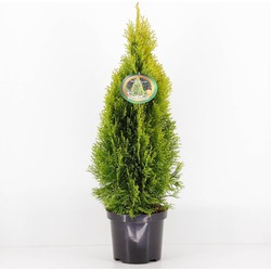 Thuja occidentalis golden smaragd