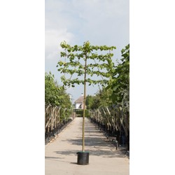 Linde als leiboom Tillia europaea Pallida h 300 cm st. omtrek 12 cm st. h 180 cm