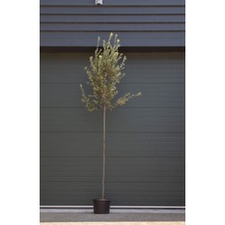 Steeneik Quercus ilex h 275 cm st. omtrek 7 cm st. h 170 cm