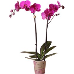 Kolibri Orchids | Paarse Phalaenopsis orchidee - Mineral violet Joyride - potmaat 12 cm | bloeiende kamerplant - vers van de kweker