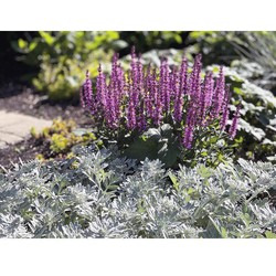 Salvia nem. 'Sens. Medium Deep Rose'