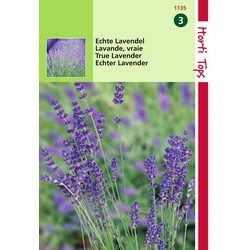 2 stuks - Lavendel Lavandula Officinalis - Hortitops