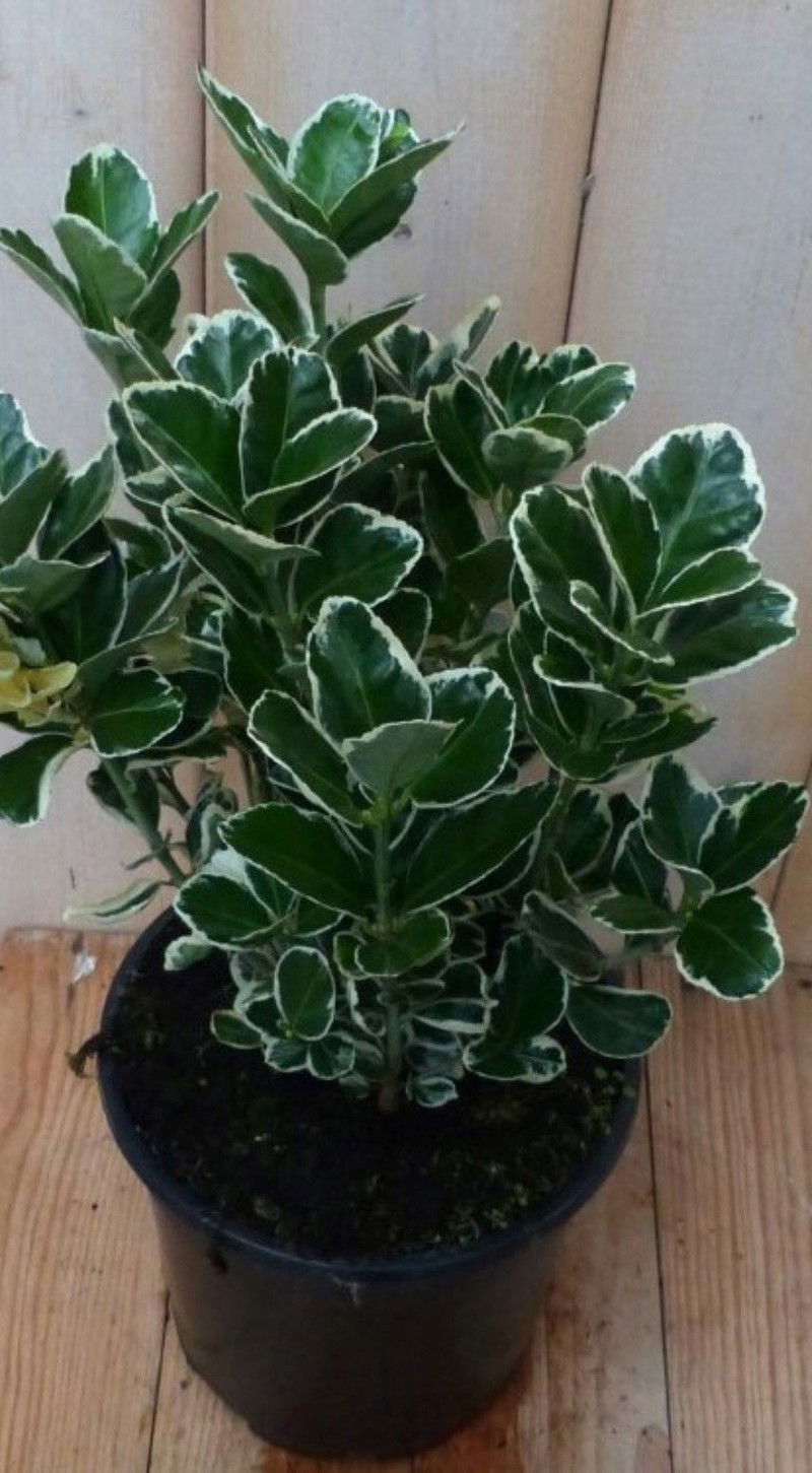 Kardinaalsmuts witbont 30 cm - 