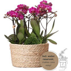 Kolibri Orchids | paarse plantenset in Reed Basket incl. waterreservoir | drie paarse orchideeën Morelia 9cm en drie groene planten Rhipsalis | Jungle Bouquet paars met zelfvoorzienend waterreservoir