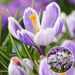 Crocus Pickwick - Bloembollen x30 - Krokus