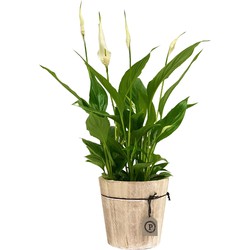 ZynesFlora - Spathiphyllum Vivaldi in Sierpot Hout - Kamerplant in pot - Ø 12 cm - Hoogte: 35 - 40 cm - Luchtzuiverend - Lepelplant