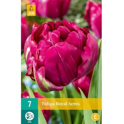 Tulipa royal acres