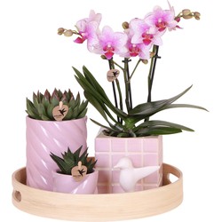 Kolibri Company | Gift set Colourful Optimism | Plantenset met roze Phalaenopsis Orchidee en Succulenten incl. keramieken sierpotten