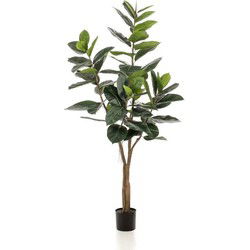 Ficus elastica tree 65lvs/180 cm