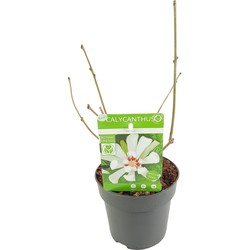 Hello Plants Sinocalycanthus Venus Specerijstruik - Sierheester - Wit - Ø 13 cm - Hoogte: 20 cm