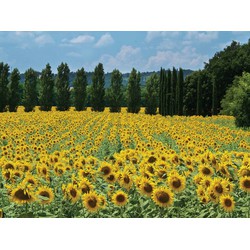 Zonnebloemen Frankrijk 70x50cm Tuinschilderij - Customize-it