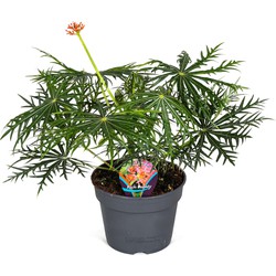 Jatropha Multifida - Exotische bloeiende kamerplant - Pot 17cm - Hoogte 40-50cm